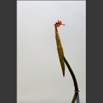红蜻蜓