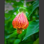 花(1)