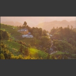 紫鹊界梯田7