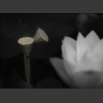 荷