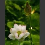 荷