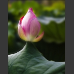 荷
