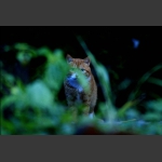 小猫