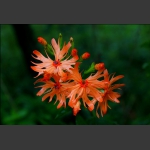 小花
