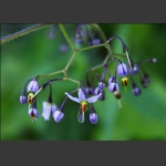 小花