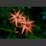 小花
