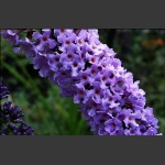 小花