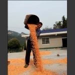 喜获丰收