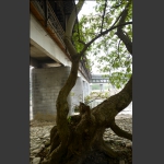 风雨桥下的苍柳