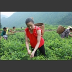 採莓茶