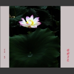 荷塘月色