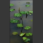 荷 （三）