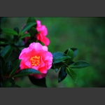 茶花