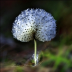 《写实的种子》