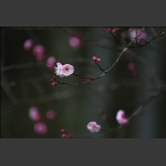 咏梅·组图5