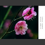 咏梅