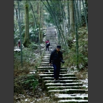 踏雪寻梅