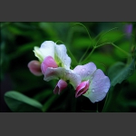 豌豆花（三）