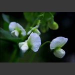 豌豆花（一）