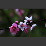 春暖花开