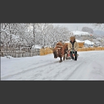 雪村正月6