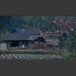 春暖花开