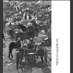 骡马牲畜交易市场纪实