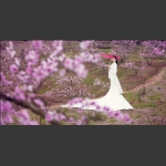 《桃花赋》