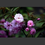 樱花（二）