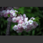 樱花（二）