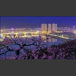 桃花韵