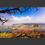 澧水河畔桃花红