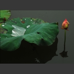 水虿莲苞2