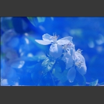 海棠花（二次曝光）