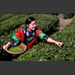 袁家界的采茶姑娘