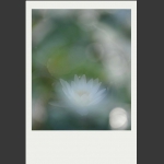 夏莲--5