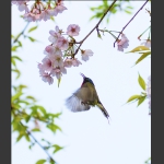 太阳鸟