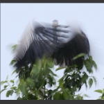 苍鹭写意--8