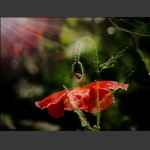 花与蕾