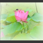 掠艳