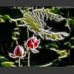 线之绘——荷花篇2