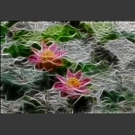 线之绘——荷花篇