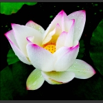 集露成玉