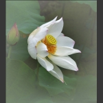 随风起舞