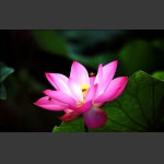 花韵1