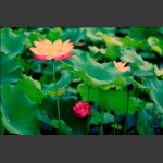 花韵2