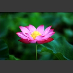 花韵3