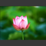 荷花韵2