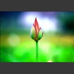 荷花韵3