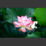 荷花韵1